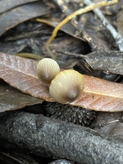 Mycena aurantiomarginata