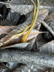 Mycena aurantiomarginata