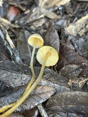 Mycena aurantiomarginata
