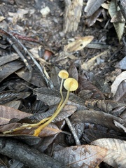 Mycena aurantiomarginata