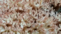 Ramaria botrytis