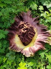 Amorphophallus