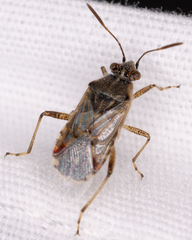 Liorhyssus
