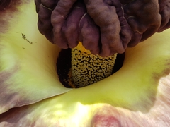 Amorphophallus