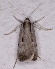 Tathorhynchus exsiccata