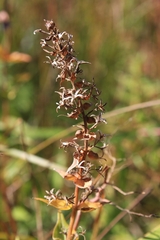 Phlox maculata