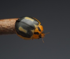 Harmonia antipoda
