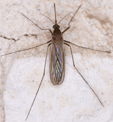 Culiseta inornata
