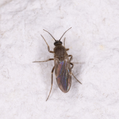 Forcipomyia