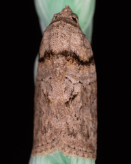 Garella