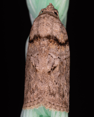 Garella