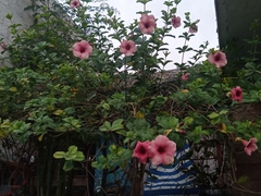 Allamanda blanchetii