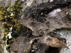 Lobaria anomala