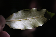 Heritiera trifoliolata