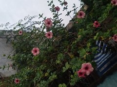 Allamanda blanchetii