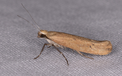 Ypsolopha