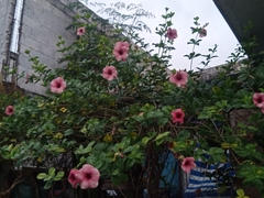 Allamanda blanchetii