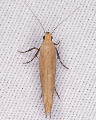 Ypsolopha