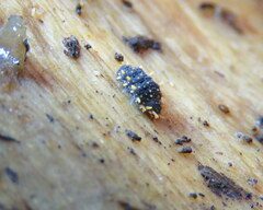 Holacanthella paucispinosa