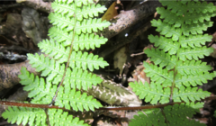 Hypolepis amaurorachis