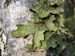 Lobaria pulmonaria