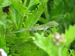 Anolis carolinensis