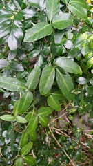 Tetrastigma formosanum