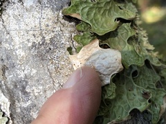Lobaria pulmonaria