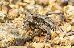 Incilius valliceps