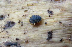 Holacanthella paucispinosa