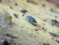 Holacanthella paucispinosa