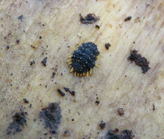 Holacanthella paucispinosa