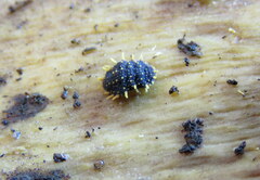 Holacanthella paucispinosa