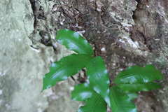 Heritiera trifoliolata