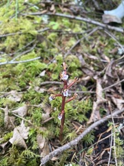 Corallorhiza maculata maculata