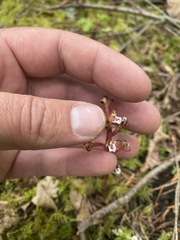 Corallorhiza maculata maculata