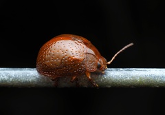 Dicranosterna semipunctata