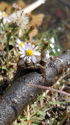 Blanchard's Cricket Frog photographed in Texas
