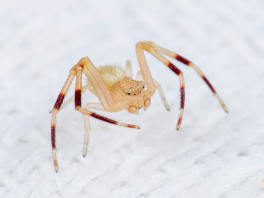 Misumenops armatus