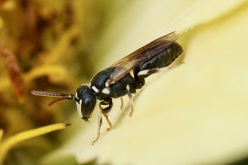 Slender-faced Masked Bee photo 3