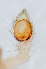 Misumenops armatus