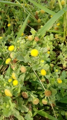 Grangea maderaspatana