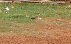 Vanellus malabaricus