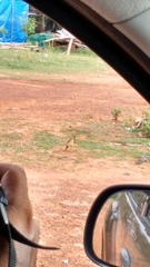 Vanellus malabaricus