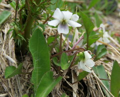 Viola cunninghamii