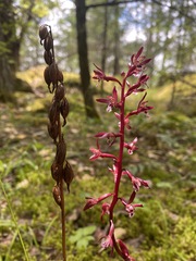 Corallorhiza maculata maculata