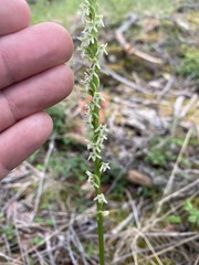 Platanthera ephemerantha