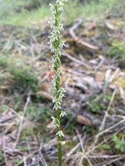 Platanthera ephemerantha