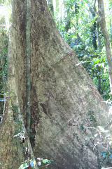 Heritiera trifoliolata