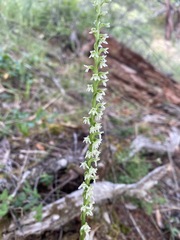 Platanthera ephemerantha